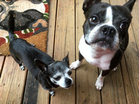 Willie The Boston Terrier and my HEART! April 15, 2009 - April 25,2020